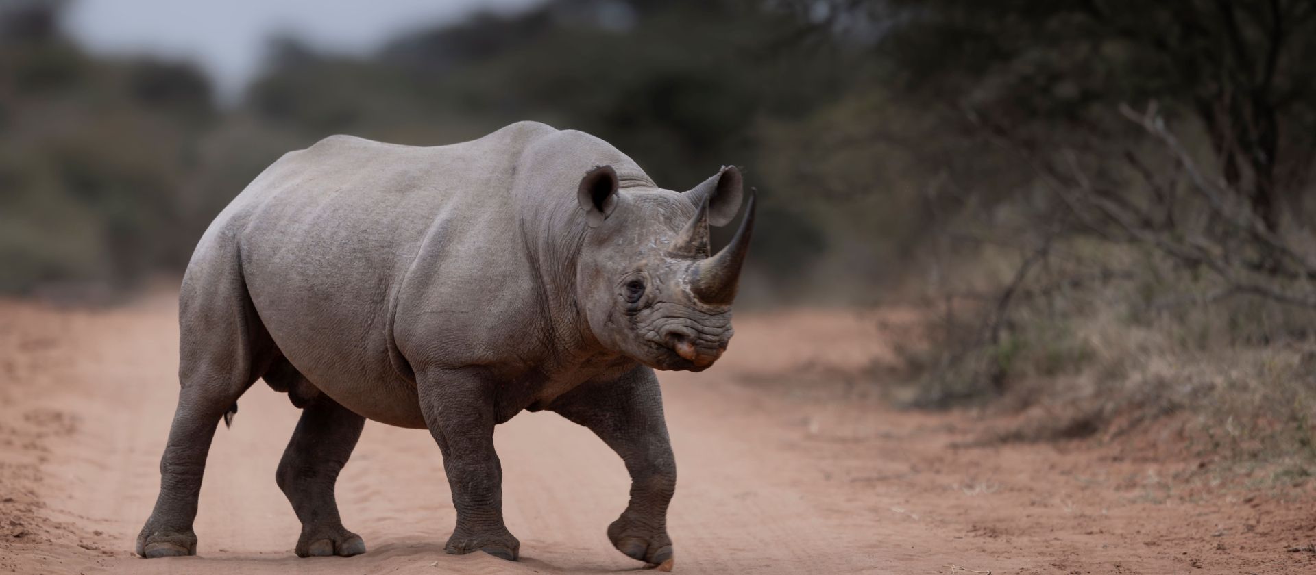 Rhino moments - carousel 2