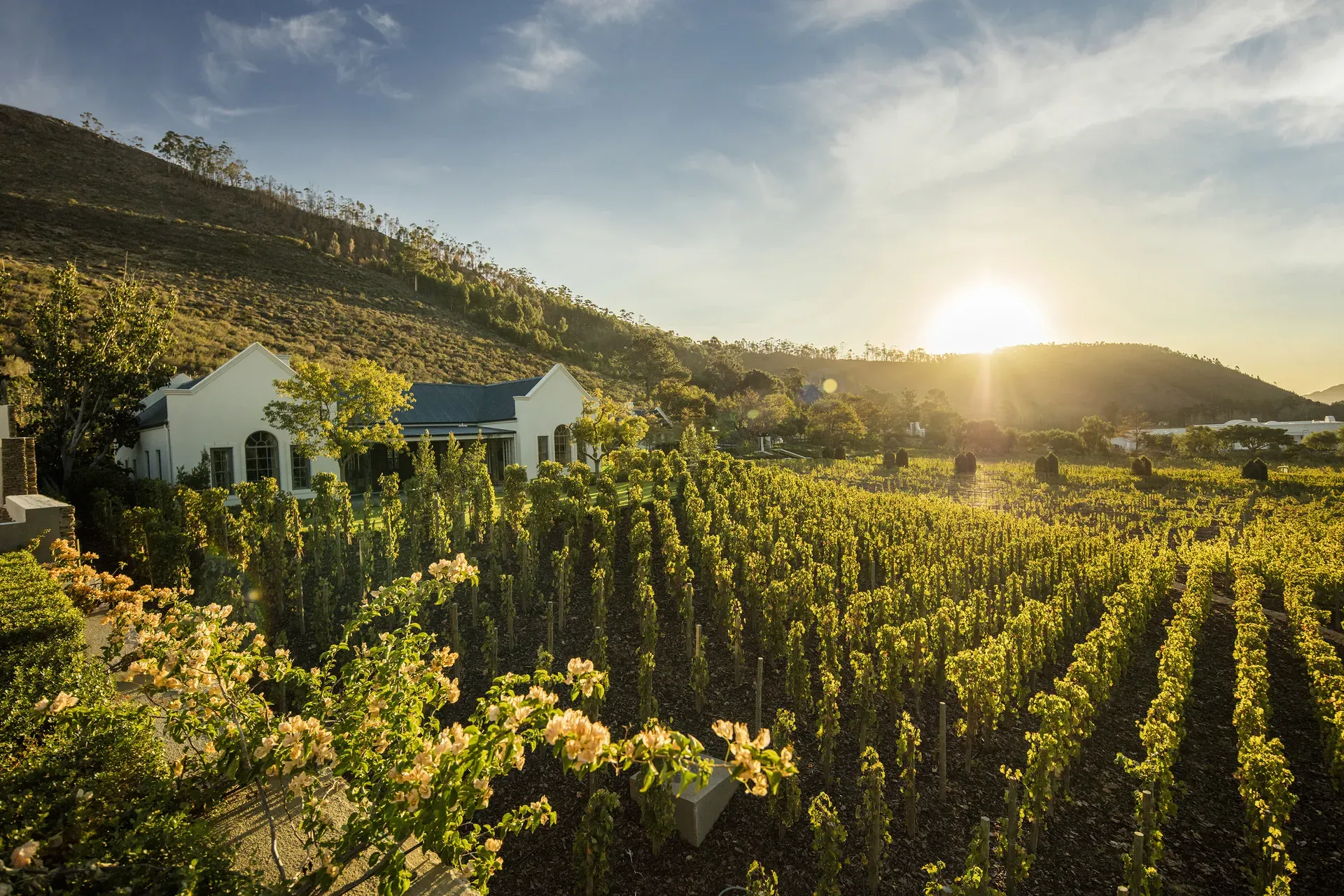 Leeu Estates vineyard estate nestled in a green valley with rows of vineyards and mountain views under a blue sky