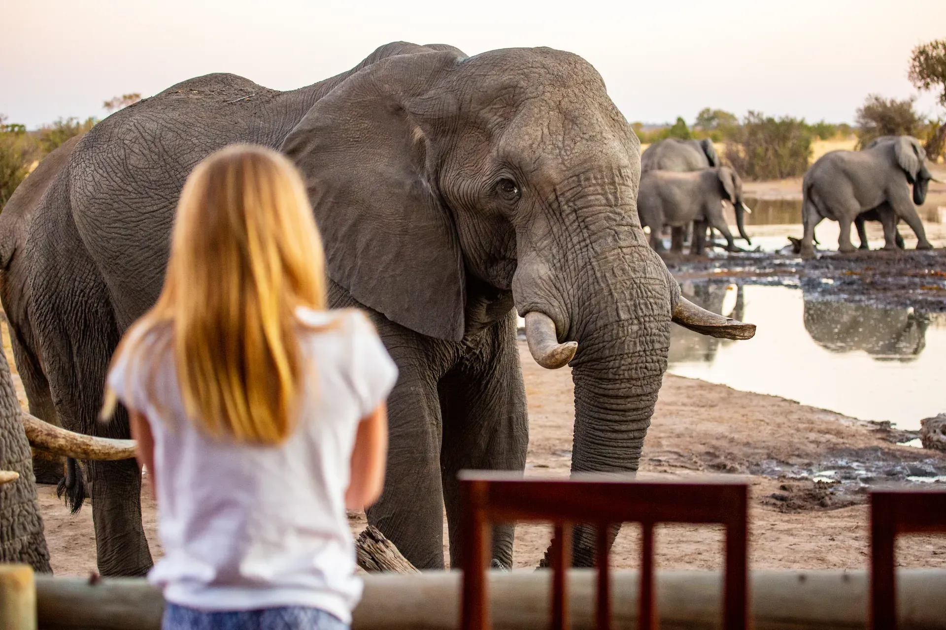 Guest observing an elephant up close during a walking safari as the elephant approaches a seating area