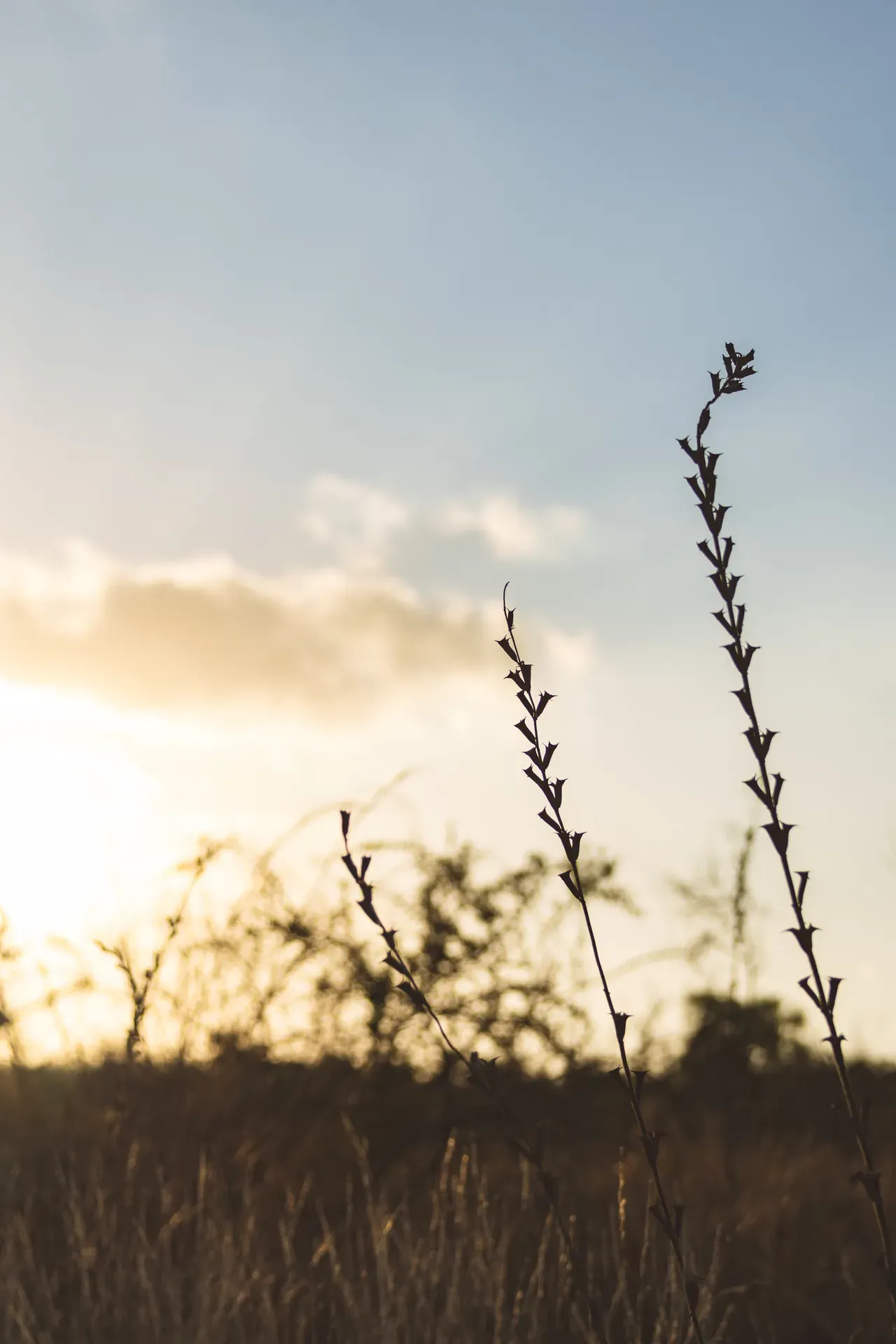 Golden sunset at Monwana with silhouettes of tall grasses against the sky