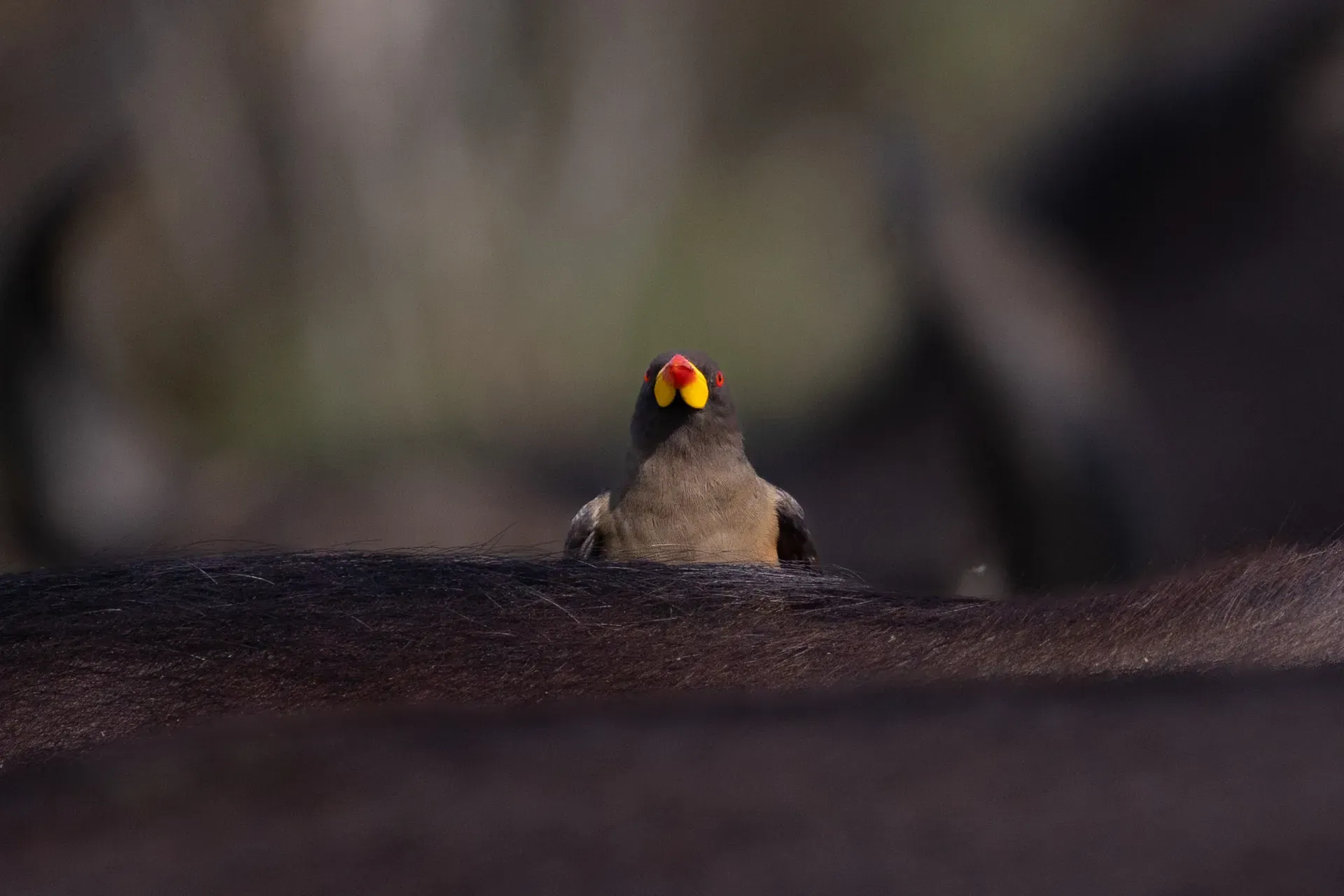 Colorful bird perched on a branch over dark water at Lion Sands River Lodge
