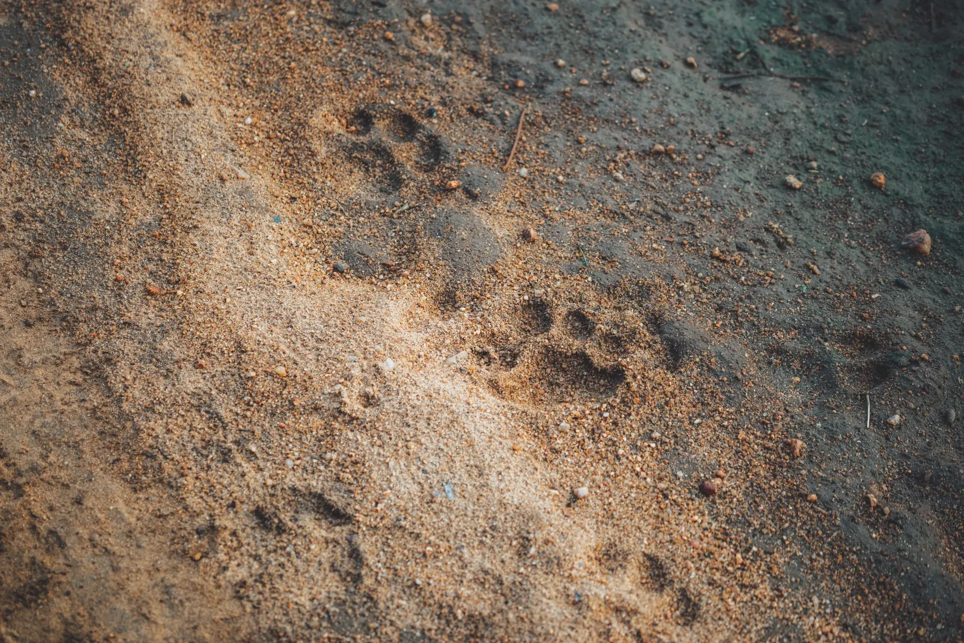 Wild cat tracks in the African bush at Monwana, highlighting tracking activity.