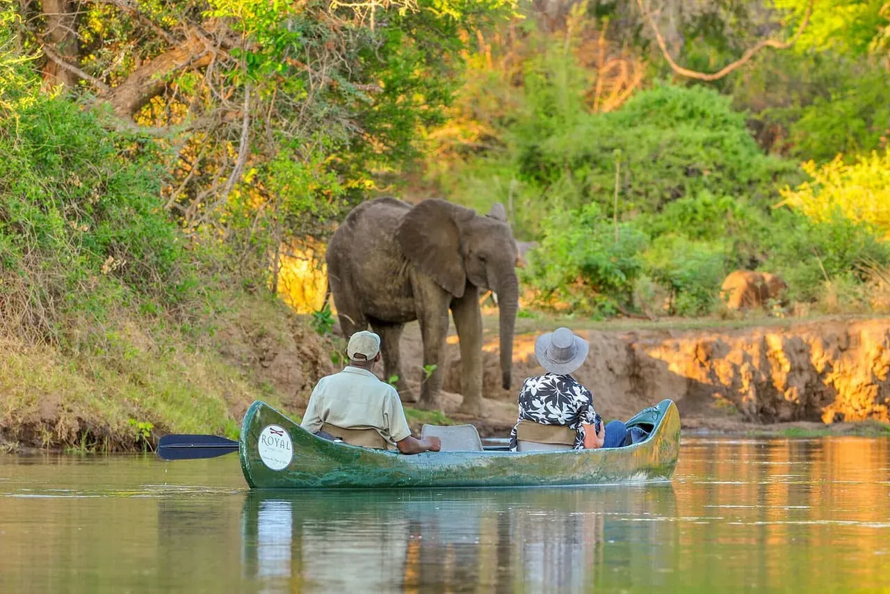 Canoe safari on a river with paddlers observing an elephant drinking on the bank among lush greenery