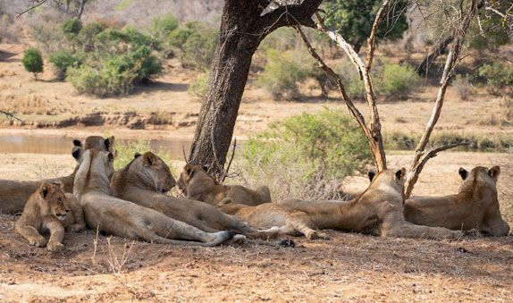 Lion Dynamics