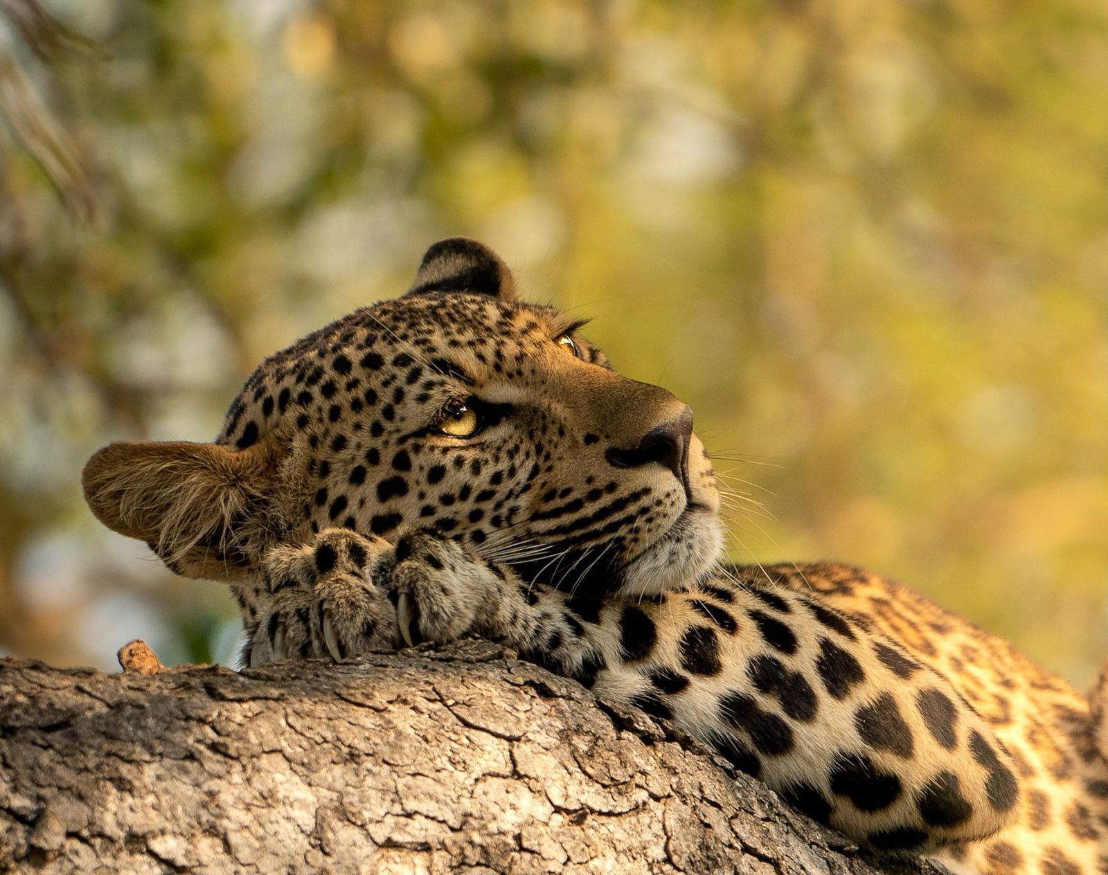Monwana Game Lodge Leopard in a tree