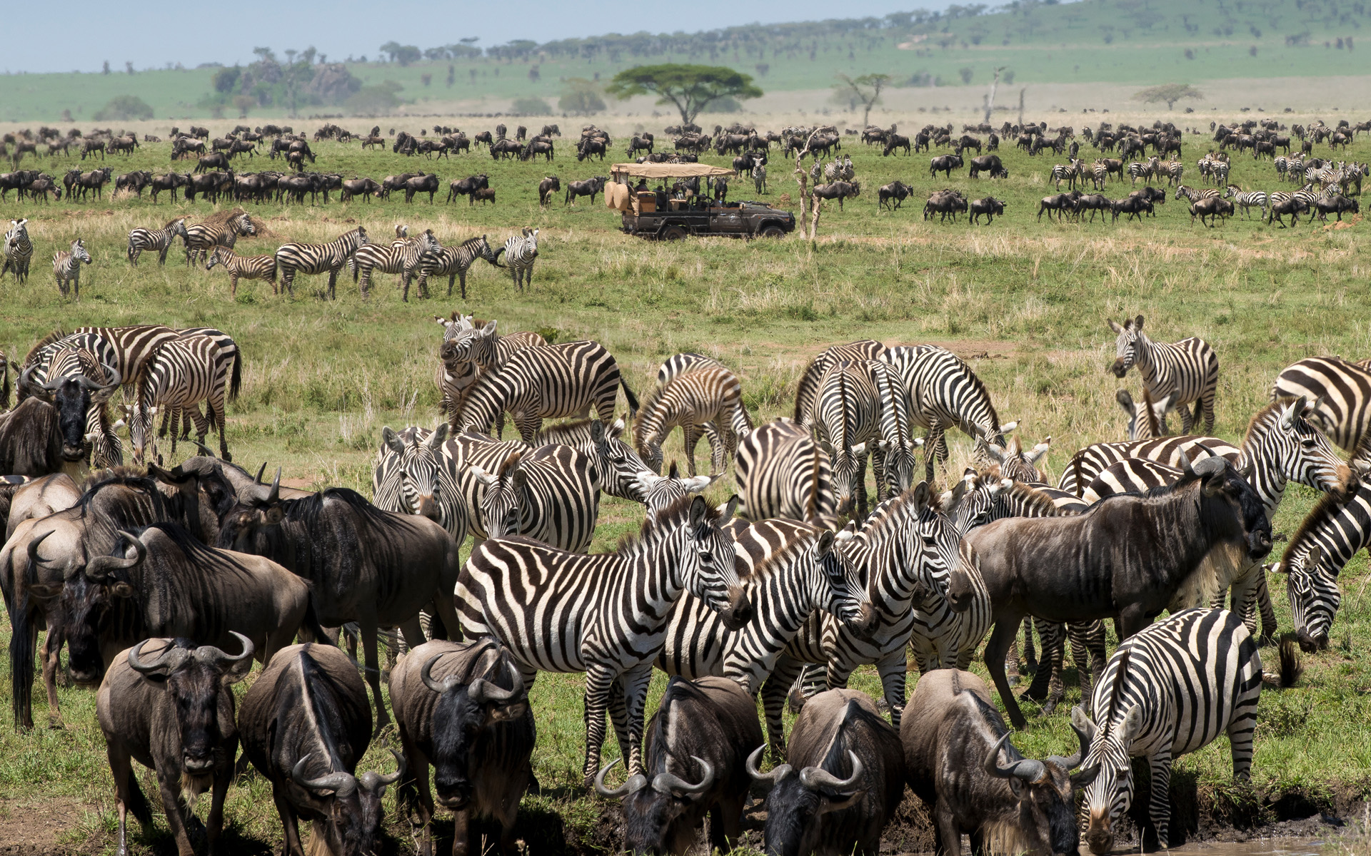 Wildlife and Movement