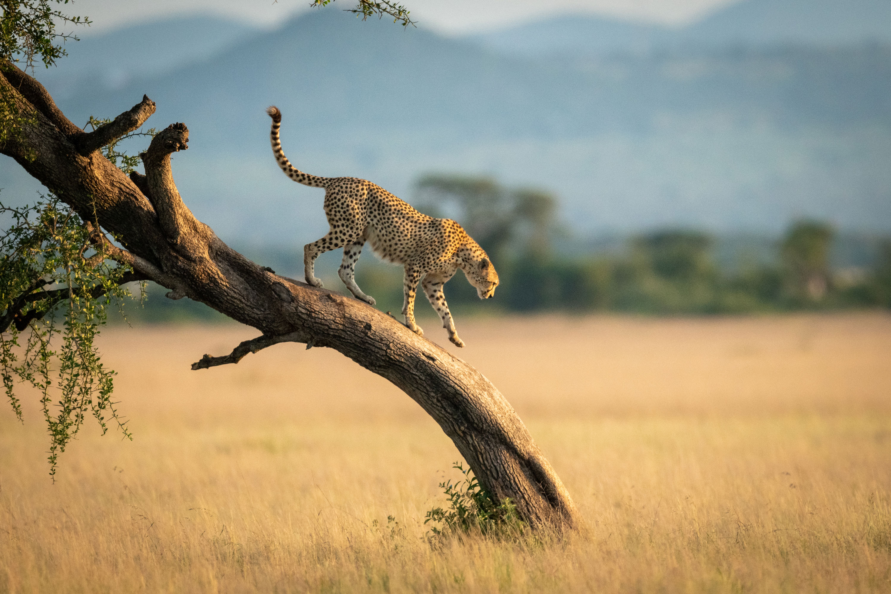 Tanzania
