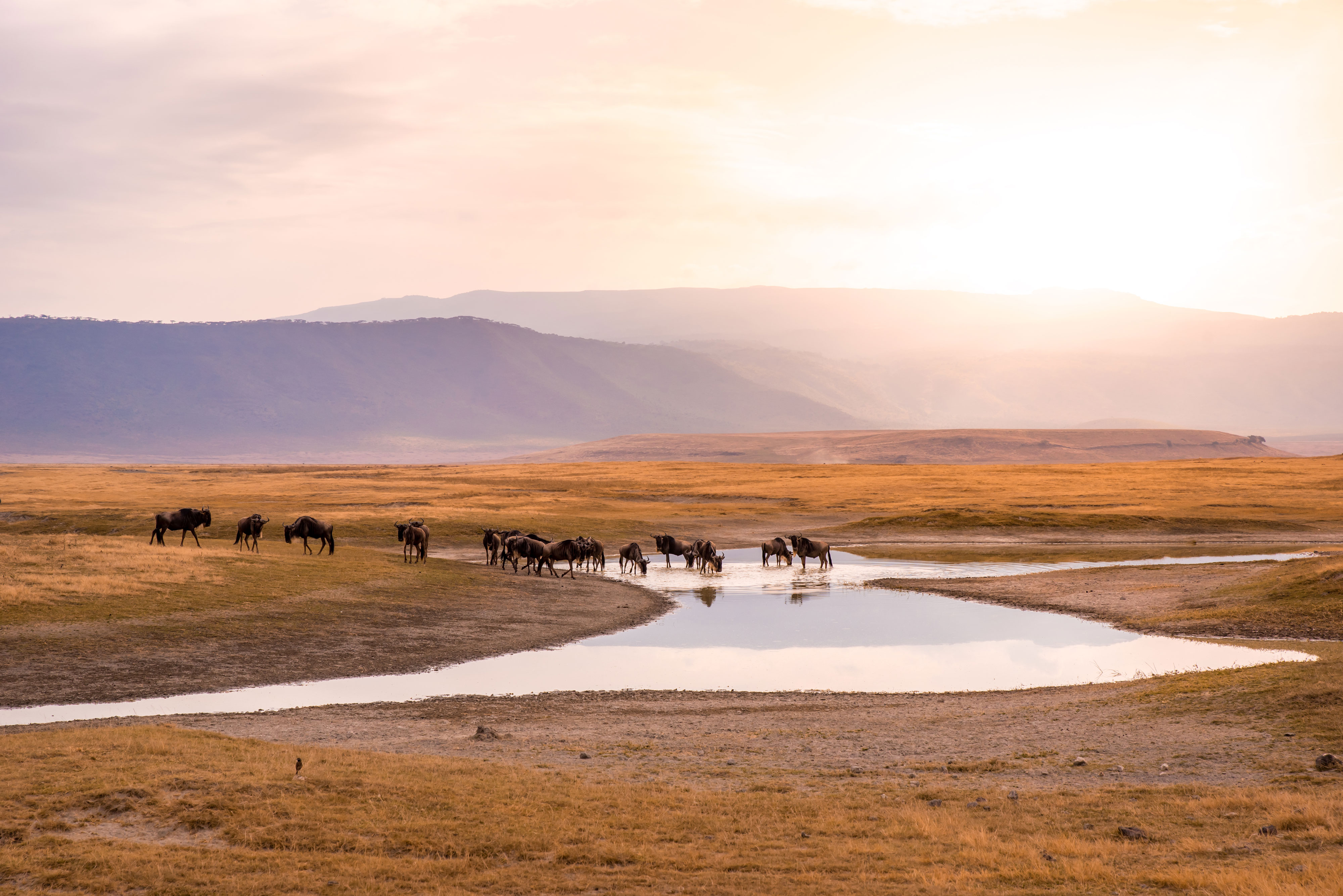 Tanzania Safari Journey