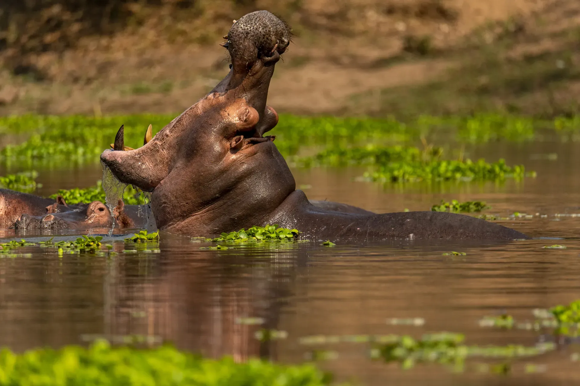 Chacma baboon sitting in shallow water at Mana Pools National Park with green vegetation in the background