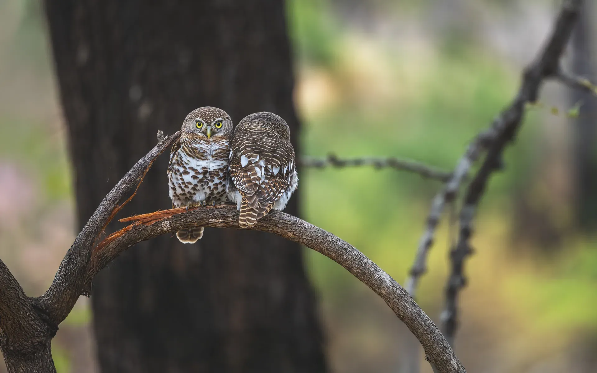 Owls sitting on a branch, at Monwana Lodge