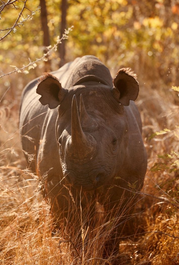 Rhino moments - carousel 3