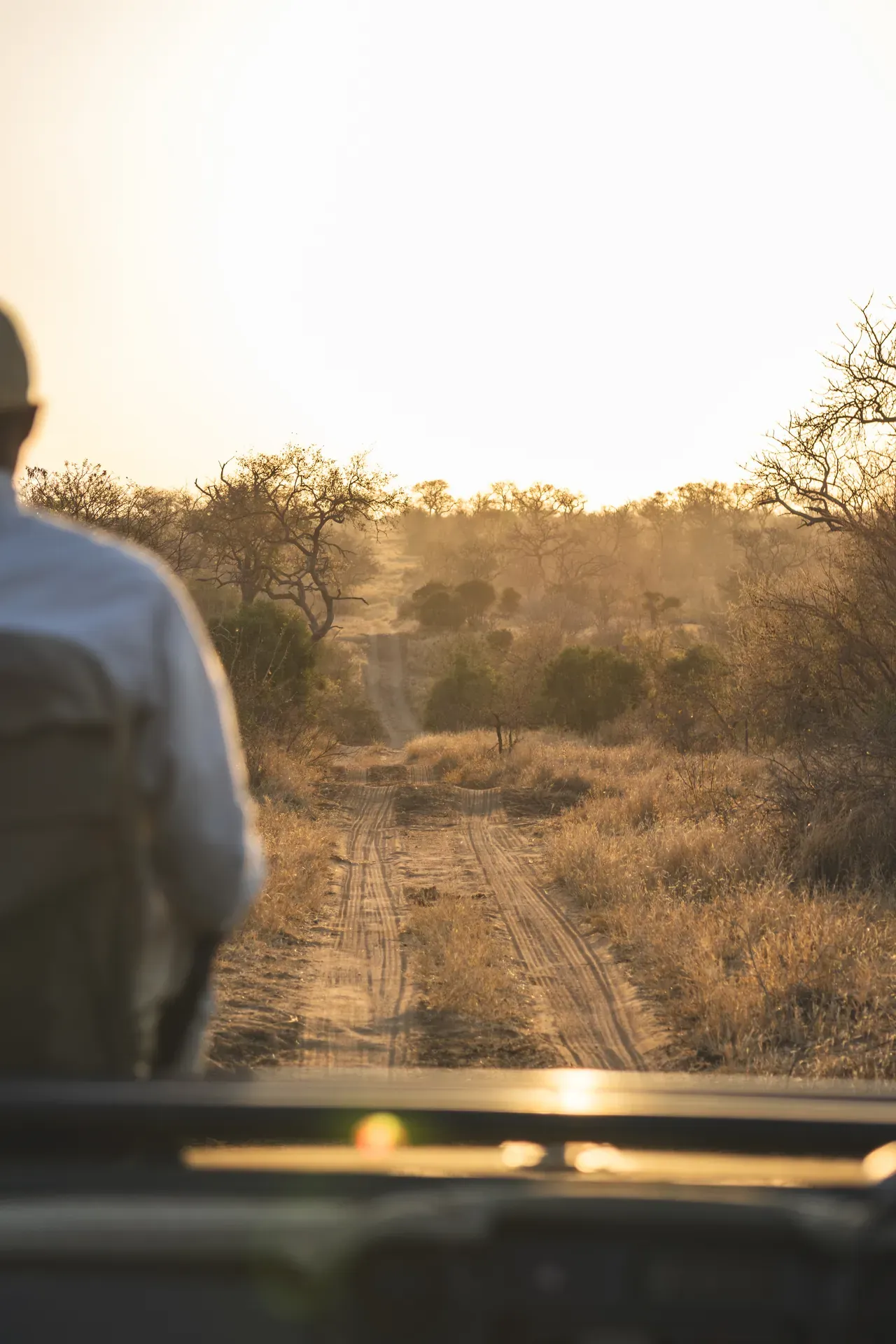 Front view from a game drive vehicle at Monwana Lodge, with the guide in the foreground driving along a dirt track at dusk.