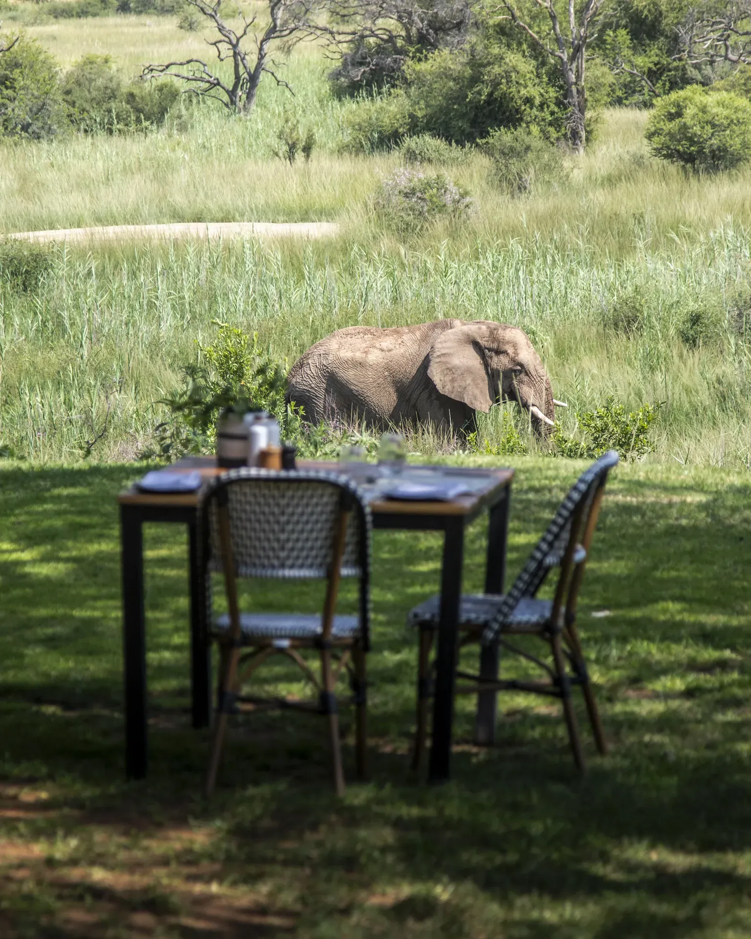 Elephant grazing on the lawn near a table and chairs at Marataba Safari Lodge