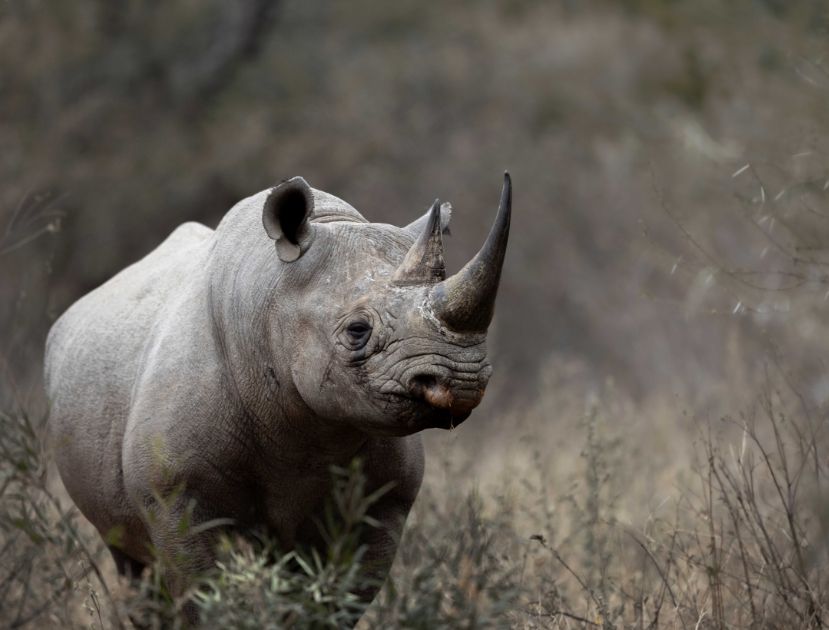 Black Rhino Moments At Marataba
