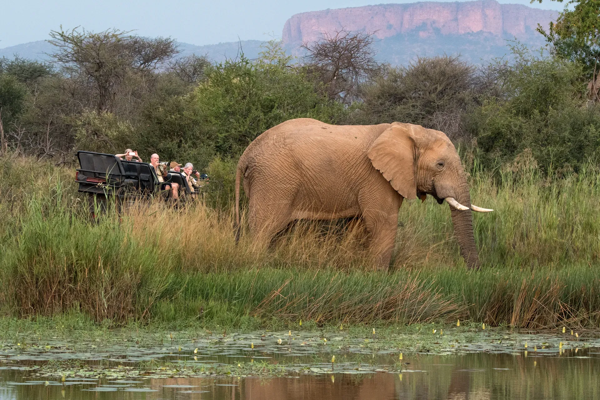 African elephant walking through grassy plains during a Marataba game drive