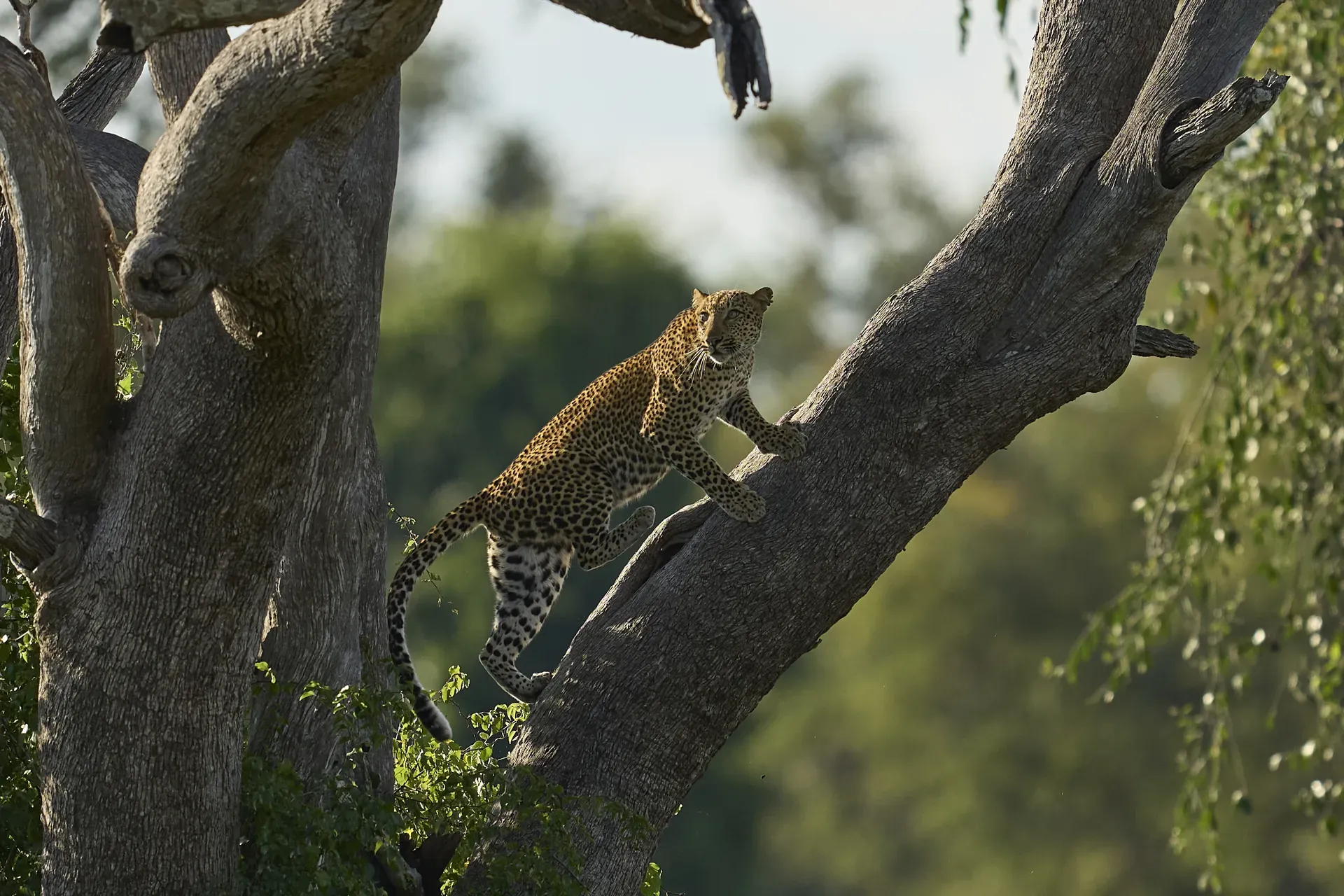 Leopard resting on a mossy tree branch in the African bush, blending into the foliage